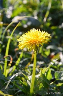 février,perces-neiges,hamamélis,paquerettes 008.JPG