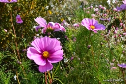 jardin Mme Perichou,grandes fleurs,bouquet,jardin 014.JPG
