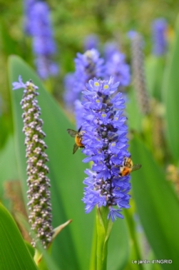 les jardins d'eau de Carsac 053.JPG