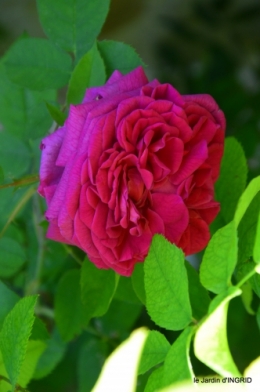 le jardin de Frescati,roses 063.JPG