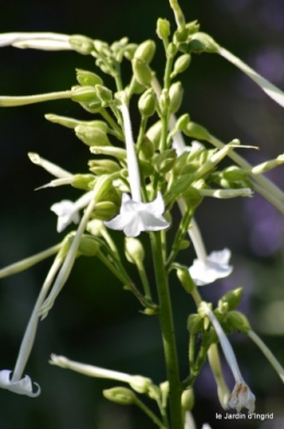 coeur des fleurs,papillons,libellules 150.JPG