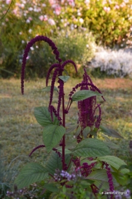 mon coin,Monique,les oies,mon jardin 055.JPG