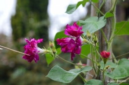 mamouth Audrix,Limeuil,tournesols,phlox,cygnes 006.JPG