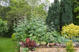 jardin,chez Bernadette,puces,cygnes,pluie 089.jpg