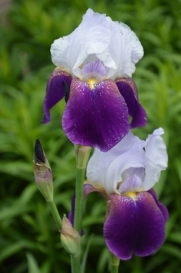 serre,iris,ancolie,iriseraie Papon,moulin 061.JPG