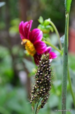 robe Julie,jardin,le flambé,lantanas,dahlias 054.JPG