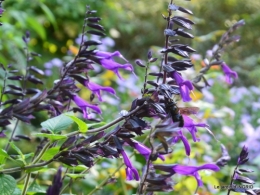 male ancienne,septembre jardin,couronne,bouquet 061.JPG