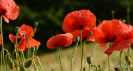 coquelicots 058.JPG