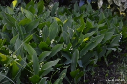 tour de jardin d'avril ,tonte 056.JPG