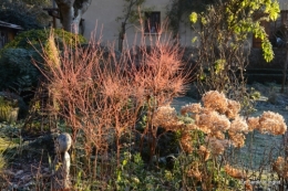 canal givre jardin 054.JPG