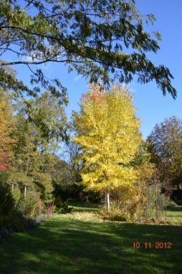 petit érable,le canal et lejardin àl'automne 033.JPG