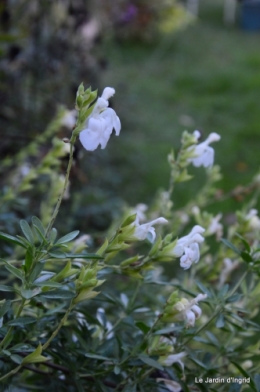 automne jardin,la rue,abeilles,les p filles 020.JPG