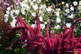 jardin Mme Perichou,grandes fleurs,bouquet,jardin 008.JPG