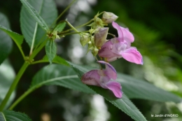 jardin,papillons,Cadouin,légumes,Sophie, 061.JPG