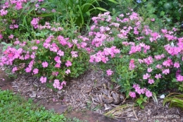 jardin,chez Bernadette,puces,cygnes,pluie 028.JPG