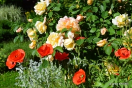 fête de la fraise Vergt,roses jardin 073.JPG