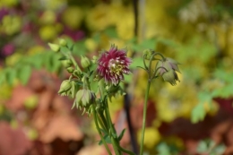 ancolies,jardins de la Brande,les filles et Caro 011.JPG