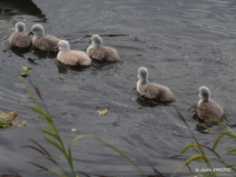 bébés cygnes,iris,clématite 012.JPG