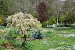 paquerettes,arums,laurier palme,jardin 029.JPG