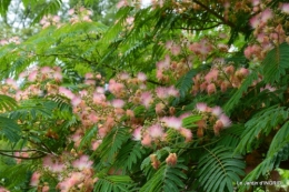 jardin juin,cabane,bouquet 118.JPG