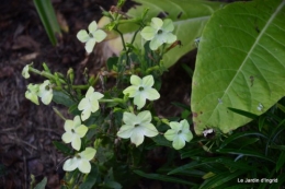 moi,Trémolat,Limeuil,Mombazillac,Bridoire,chèvres Banes,jardin,R 193.JPG