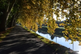 automne jardin,la rue,abeilles,les p filles 036.JPG