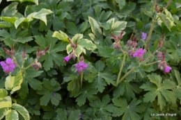 géraniums,glycine Monpazier,cabane,arums,fleurs sauvages 012.JPG