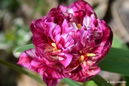 tulipes,Julie,golf,jardin 004.JPG