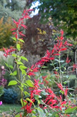 couleurs d'automne,bouquet,lune 144.JPG