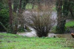 bulbes,perce neige,narcisse,pluie,hélébore,chapelle 150.jpg