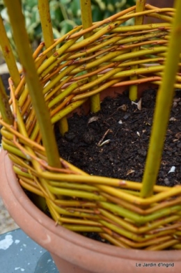 Cours d'osier,première fleur 016.JPG