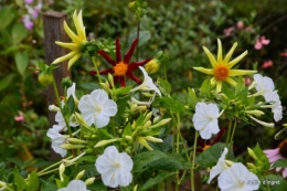 hibiscus,St Marcel,chez Brigitte,chats,jardin,Banes,papillons 149.JPG