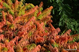 rhus,colline,buis taillé,noix,manthe religieuse,bouquet 083.JPG