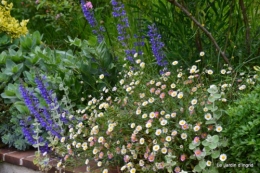 canal,fleurs blanches,marguerites,LE FLEIX,osier 091.JPG