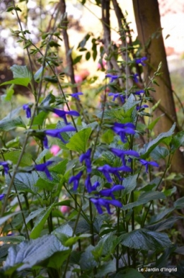 fleurs bleues,hortensia bleu,moi bébé 009.JPG