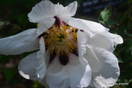 Fouleix,cygnes,Inès,jardin 074.JPG