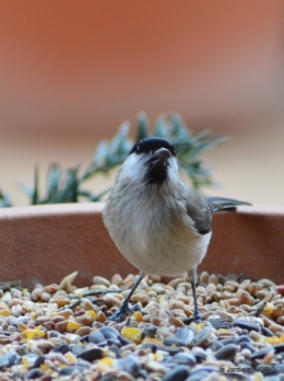 pour les oiseaux,roseraie,enveloppes SOL 006.JPG