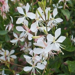 gaura-white-dove20.jpg