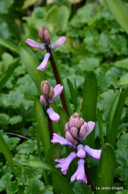 jonquilles,aubriétia,pervenche,primevères,lamier,crocus,violettes,cognassier du japon,euphorbe myrsinittes,prunus sauvage