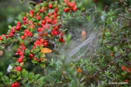 brouillard le matin d'automne 094.JPG