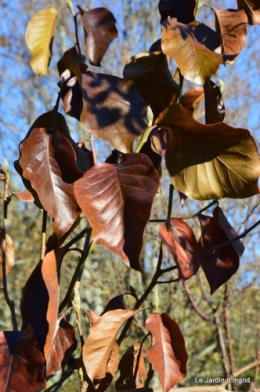 dernières automne,givre,chat 024.JPG