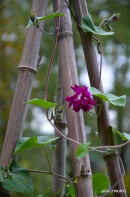 canal dentelles,Nernadette,fleurettes,apres tonte 115.JPG