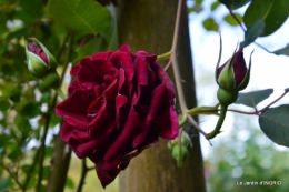 jardin soir et matin 075.JPG