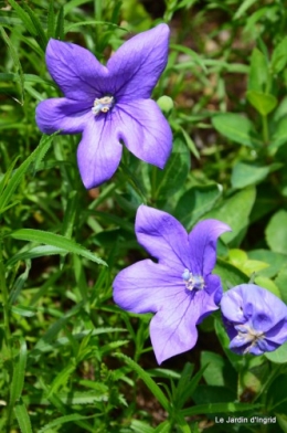 fleurs bleues,hortensia bleu,moi bébé 036.JPG