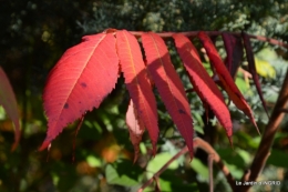 rhus,colline,buis taillé,noix,manthe religieuse,bouquet 063.JPG