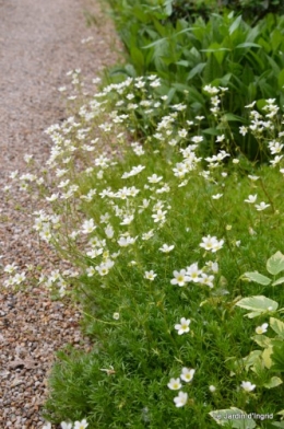 canal,fleurs blanches,marguerites,LE FLEIX,osier 071.JPG