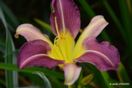 jardin,chez Bernadette,puces,cygnes,pluie 104.JPG