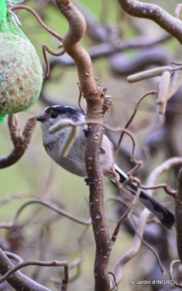 les oiseaux ,2 partie 067.JPG