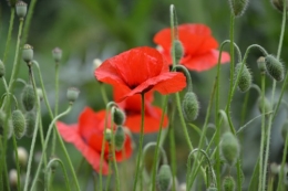 coquelicots,pivoines ,moi moi,roses 038.JPG