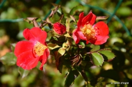 jardin octobre,chez Marylaur,Arnaud ,Ariane,la mer,sauges 175.JPG